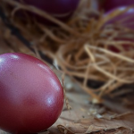 ザリガニの黒い卵は有精卵、稚ザリガニの成長について