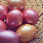 ザリガニの卵の色とその変化について